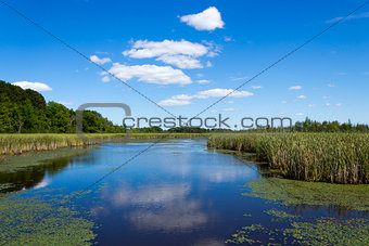 Beautiful pond during summer