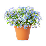 Forget-me-not flowers in pot isolated on white background