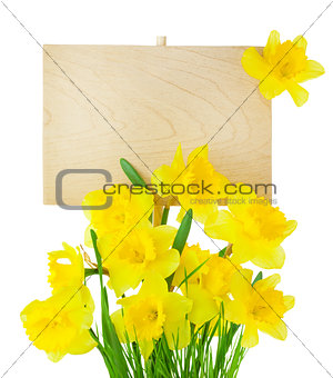 Narcissus ( Daffodil ) and Empty Sign for message / isolated