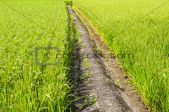 Path in the rice field