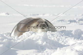 Crabeater seals lying in the snow.
