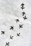 Multiple bird foot steps in a snow