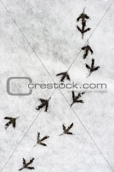 Multiple bird foot steps in a snow