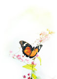 Butterfly on flower 
