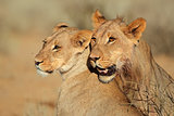 Lion portraits