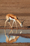 Springbok antelope
