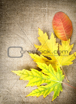 Autumn decoration on a canvas