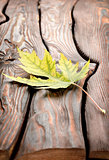 Autumn leaf on a wooden table