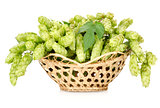 Hops in a basket isolated