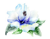 Blue Hibiskus flower