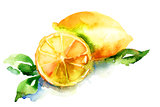 Watercolor illustration of Lemon 