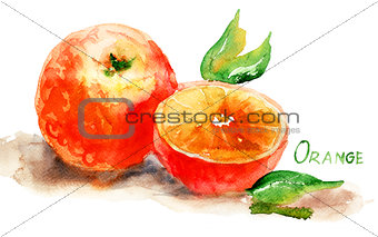 Watercolor illustration of Orange 