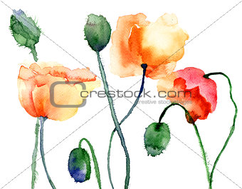 Colorful Poppy flowers
