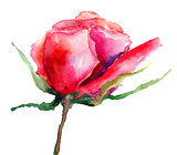 Rose flower 