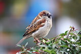 beautiful male sparrow