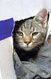 cat in carton box