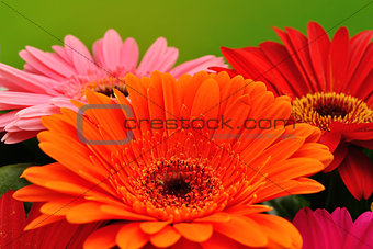 Colorful flowers on green background