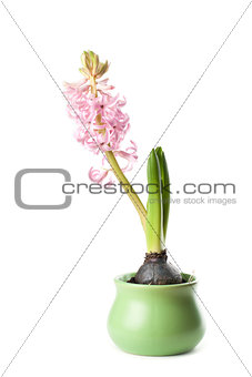 Pink hyacinth growth