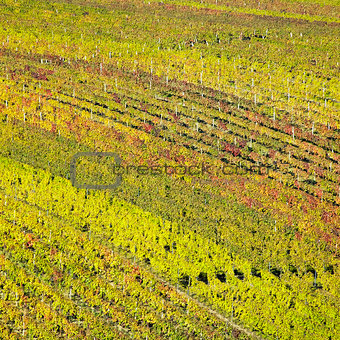 vineyards in Velke Bilovice region, Czech Republic