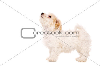 Puppy stood looking up isolated on a white background