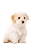 Puppy sat isolated on a white background