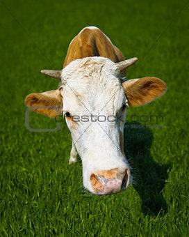 Funny cow on meadow - a close-up portrait