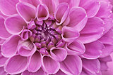Flower purple chrysanthemum close up