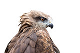 falcon head