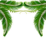 Palm leaves on white background. Vector illustration.