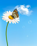 Nature spring daisy flower with butterfly.  Vector illustration.