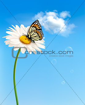 Nature spring daisy flower with butterfly.  Vector illustration.
