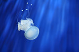 White jellyfish. Genoa aquarium, Italy.