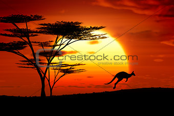 kangoroo sunset australia