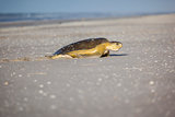 turtle at the beach