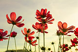Red cosmos flowers
