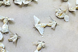 Silkworm butterflies 