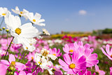 White and pink cosmos flowers