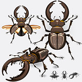 Stag Beetle Insect