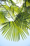 green leaf palm