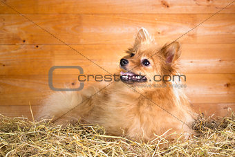 Pomeranian dog on a straw