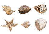 Seas shells watercolor