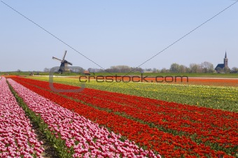 tulips and windmill 2