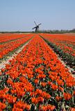 tulips and windmill 3
