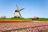 tulips and windmill 5