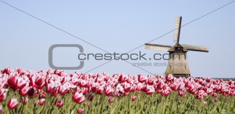 tulips and windmill 7