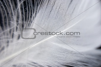 Feather closeup series