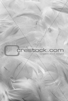 Feathers bw background