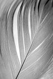 Feather close up
