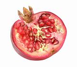 red ripe pomegranate 