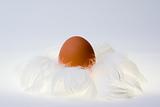 egg in feather's nest